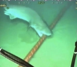 google-internet-cable-attacked-by-sharks